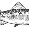 a trout
