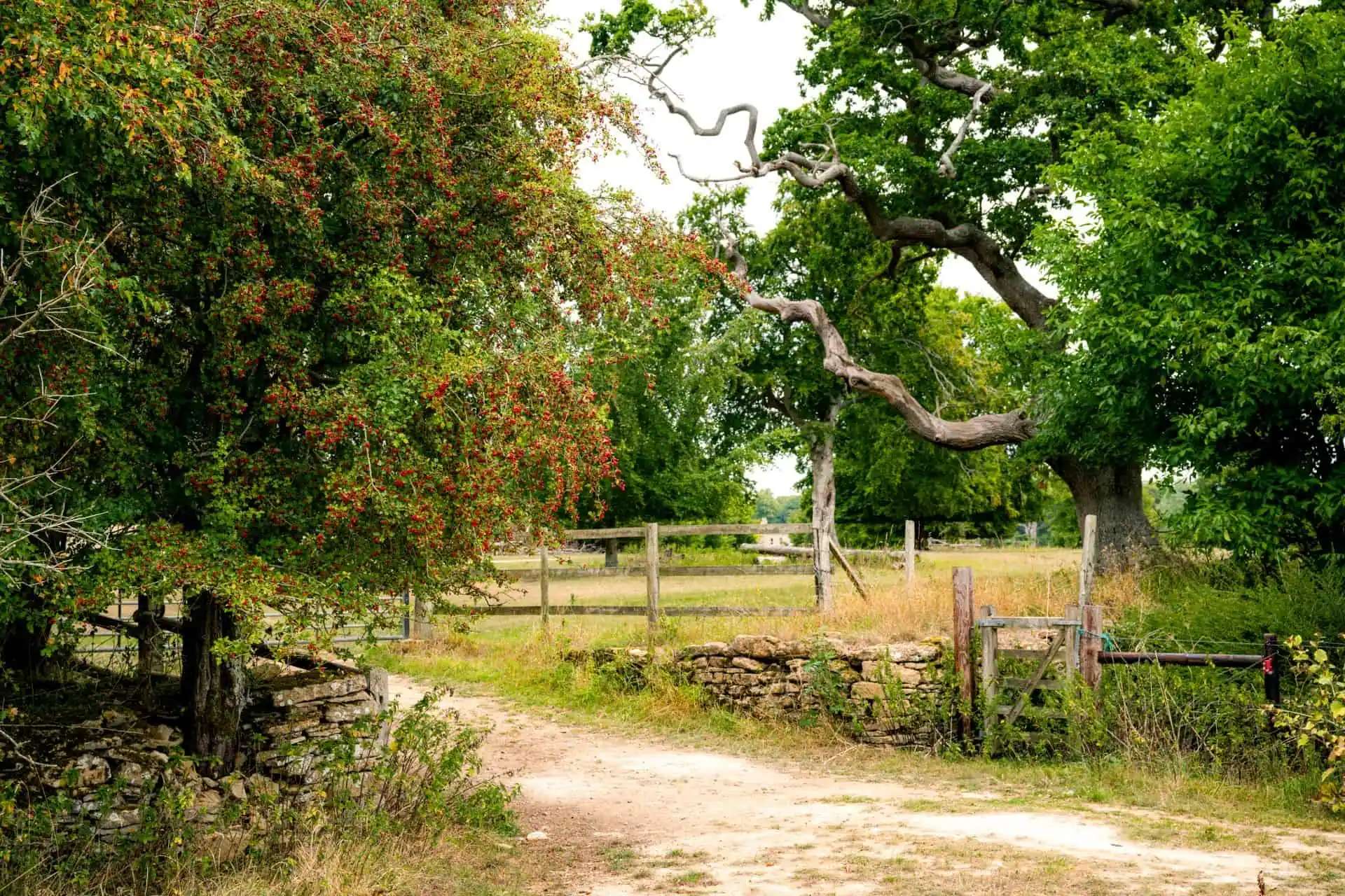a view of Neston Park
